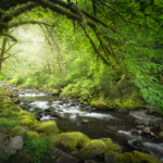 Tanner Creek Oregon