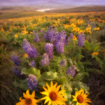 Wildflowers Washington