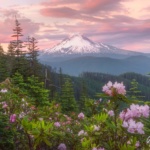 Mt Hood Rhododendrons