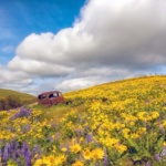 Wildflowers Washington