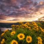 Rowena Crest Oregon