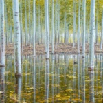 Poplars in Oregon