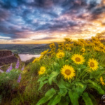 Rowena Crest Oregon