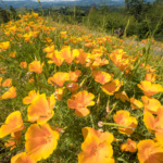 Hood River Valley Oregon
