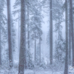 Winter Forest Oregon