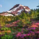Heather on Mount Hood