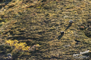 Denali Bears