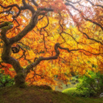 Japanese Maple Tree