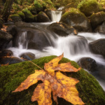 Maple Leaf in Boulder Creek