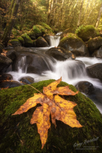 Maple Leaf in Boulder Creek