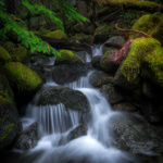 Creek in the Mount Hood National Forest