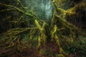 Old Timer. A moss covered vine maple