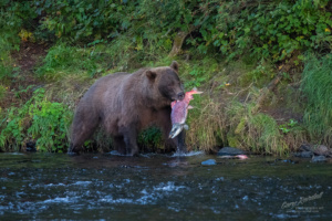 Grizzly Bears in Alaska