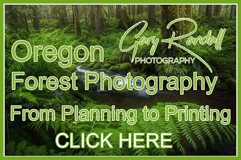 Oregon Forest Photography Workshop April 2024