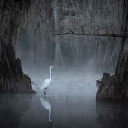 Colors of Caddo Lake