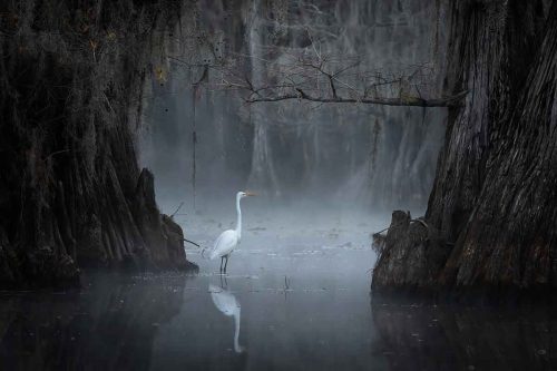 Colors of Caddo Lake