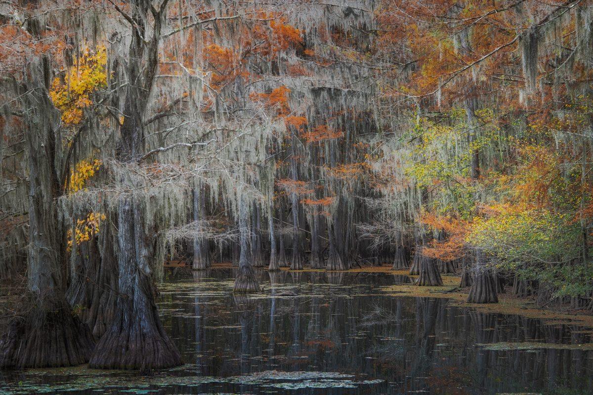 caddo-lake-trees