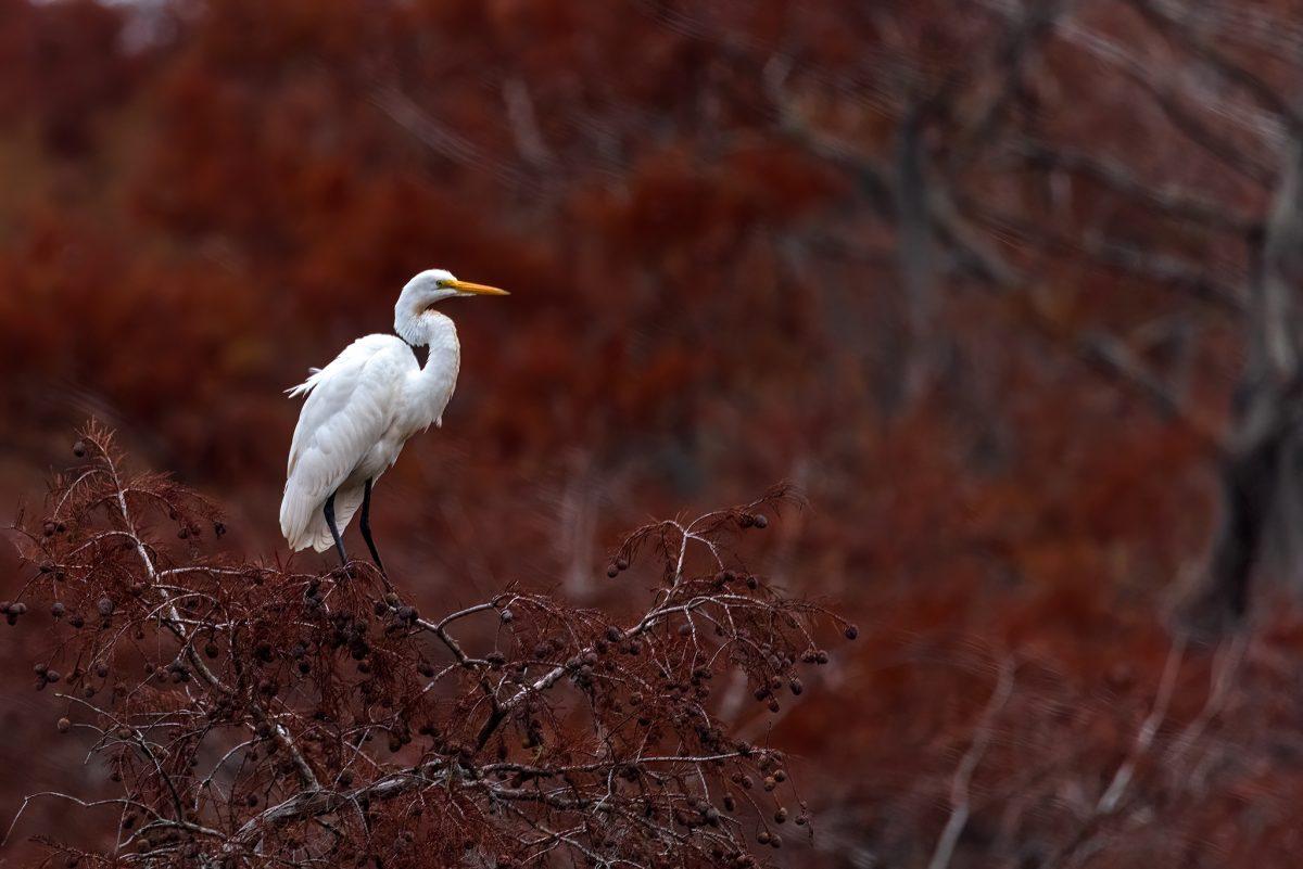 egret-in-a-tree