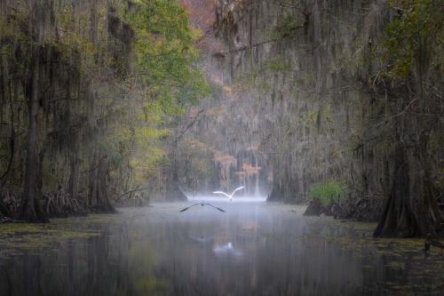 An egret and a heron take flight into the light at Submerged bald cypress trees in Autumn colors at Caddo Lake Texas 