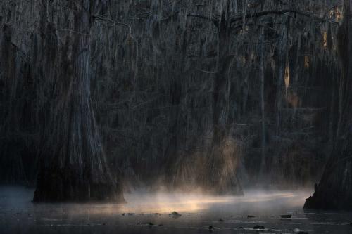 Morning light leaks into the dark swamp at Caddo Lake Texas 