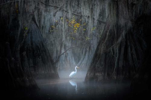 Caddo Lake Texas
