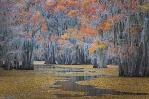 Submerged bald cypress trees in Autumn colors at Caddo Lake Texas 