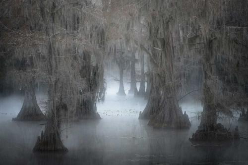 Morning foggy mist on the surface of the swamp at Caddo Lake Texas 