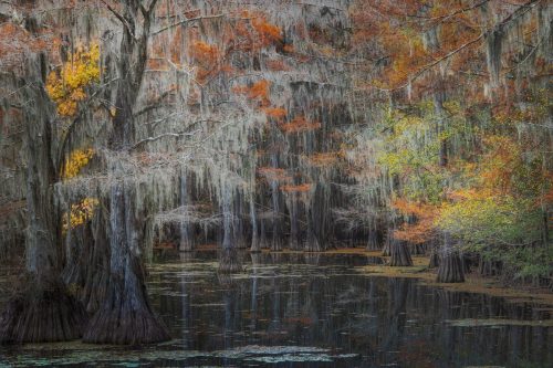 caddo-lake-trees