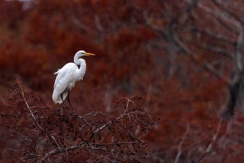 egret-in-a-tree