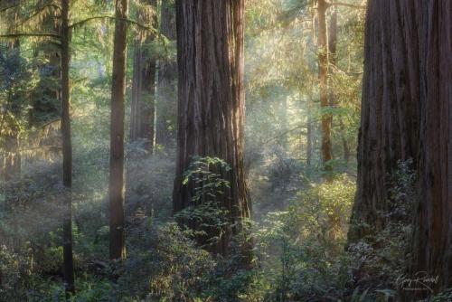 redwoods-01