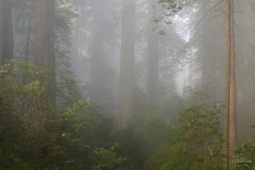 redwoods-06