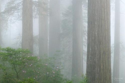 redwoods-11